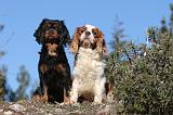CAVALIER KING CHARLES 316